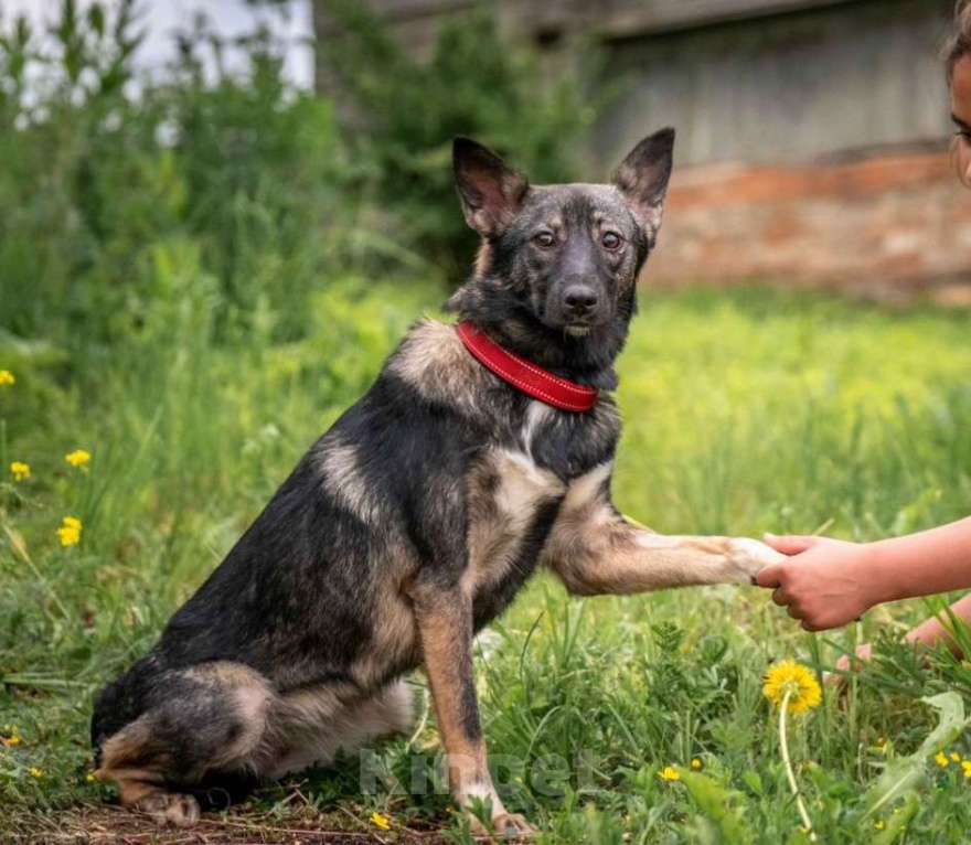 Собаки в других городах Владимирской области: Красивая и добрая собака в добрые руки бесплатно Девочка, Бесплатно - фото 2