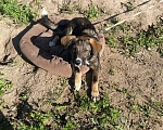 Собаки в Одинцово: Щенок девочка Кира 4 месяца ищет дом Девочка, Бесплатно - фото 7