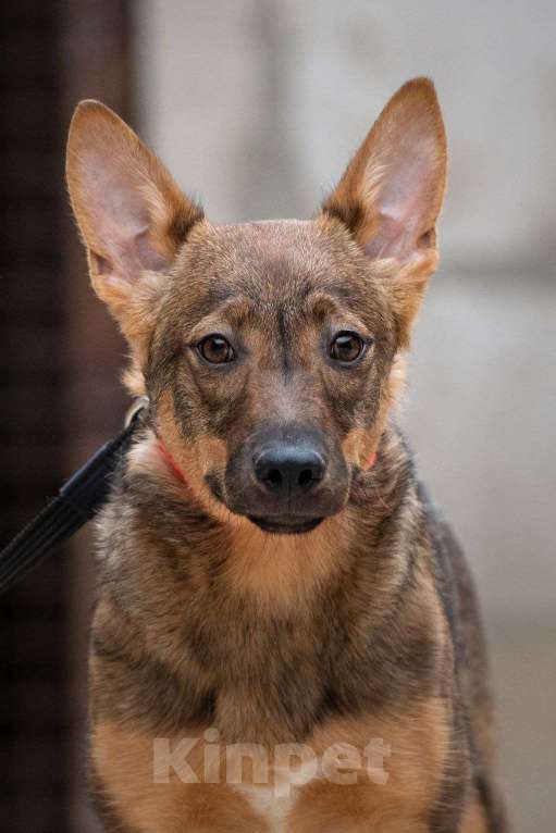 Собаки в Москве: Мира очень хочет домой Девочка, Бесплатно - фото 3