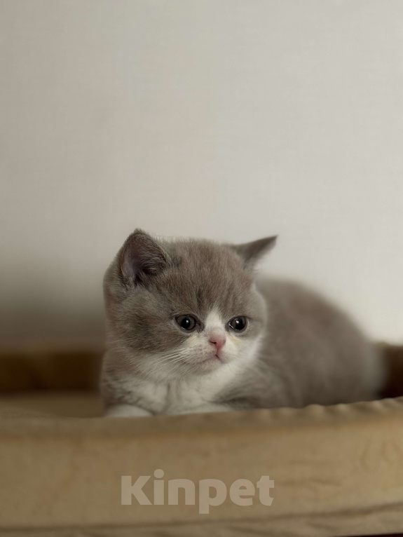 Кошки в Москве: Котик Мальчик, Бесплатно - фото 2