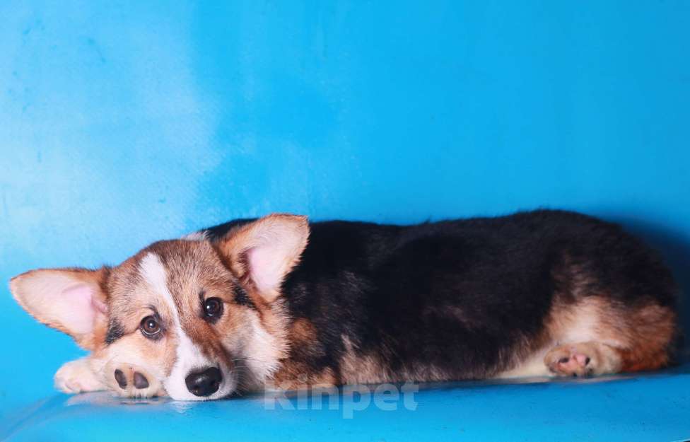 Собаки в Москве: вельш корги пемброк щенки Мальчик, 70 000 руб. - фото 4