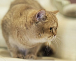 Кошки в Владивостоке: Британский котенок. Шоколадная девочка Девочка, 60 000 руб. - фото 4