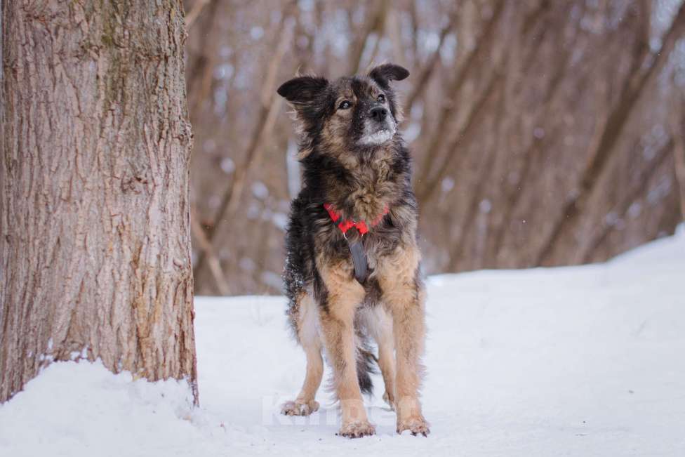 Собаки в Москве: Айва Девочка, Бесплатно - фото 4