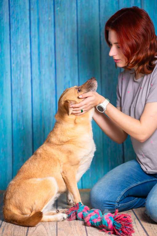 Собаки в Москве: Домашняя собака в поисках семьи Девочка, Бесплатно - фото 4