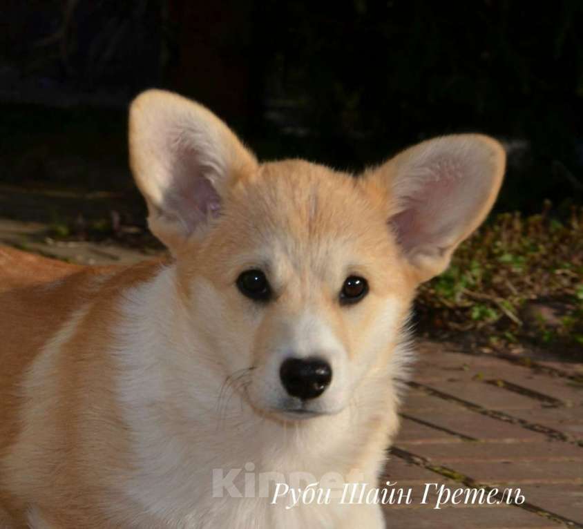 Собаки в Санкт-Петербурге: Девочка вельш корги пемброк Девочка, 80 000 руб. - фото 1