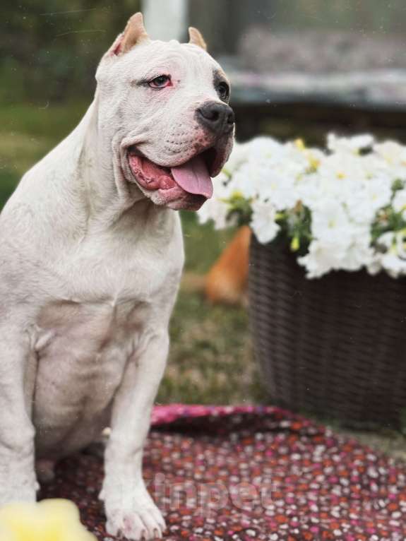 Собаки в Саратове: Бруно Мальчик, Бесплатно - фото 3