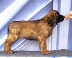 Собаки в Кстово: Щенки леобнбергера Девочка, 90 000 руб. - фото 2