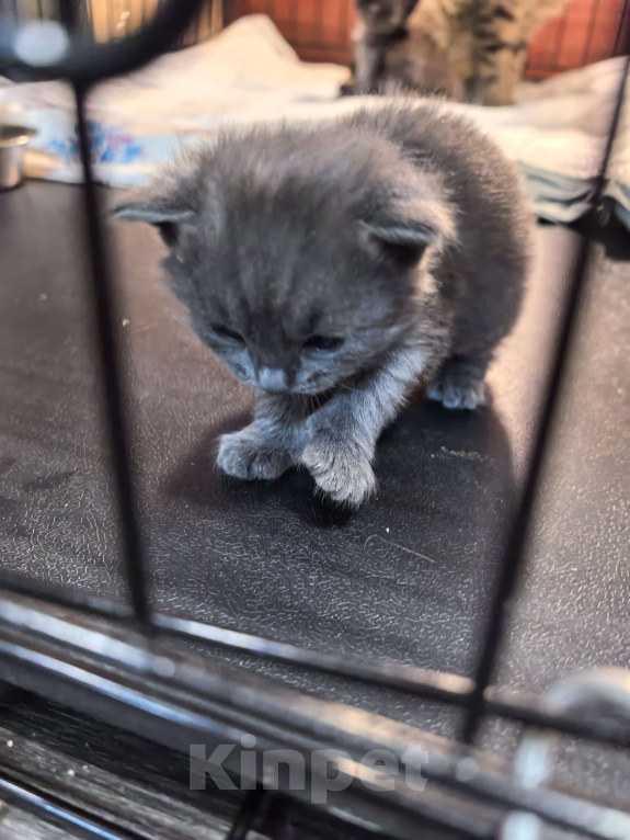 Кошки в Санкт-Петербурге: Котёнок Ариэль ищет дом Девочка, Бесплатно - фото 3