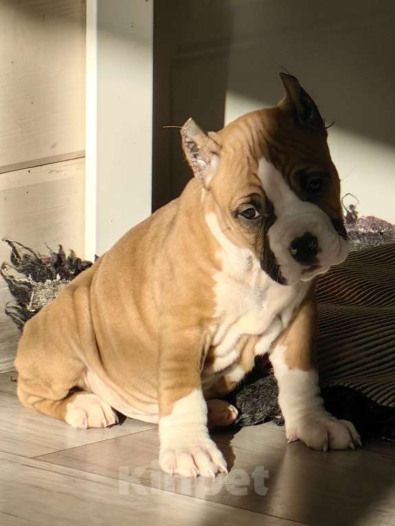 Собаки в других городах Московской области: Мальчик амстафф Мальчик, 50 000 руб. - фото 1