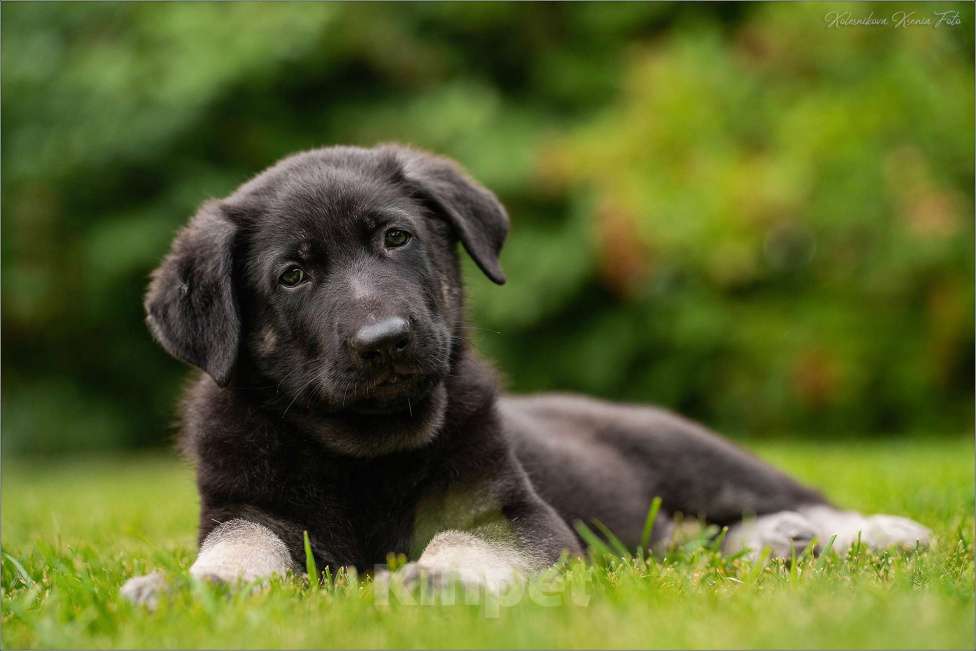 Собаки в других городах Самарской области: Кобель Восточноевропейской овчарки Мальчик, 60 000 руб. - фото 3