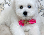 Собаки в Москве: Бишон Фризе чистокровные щенки РКФ Москва Девочка, 120 000 руб. - фото 2