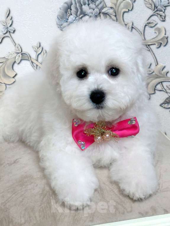 Собаки в Москве: Бишон Фризе чистокровные щенки РКФ Москва Девочка, 120 000 руб. - фото 2