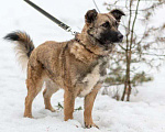 Собаки в Рязани: Небольшая коротколапая собачка Девочка, Бесплатно - фото 3