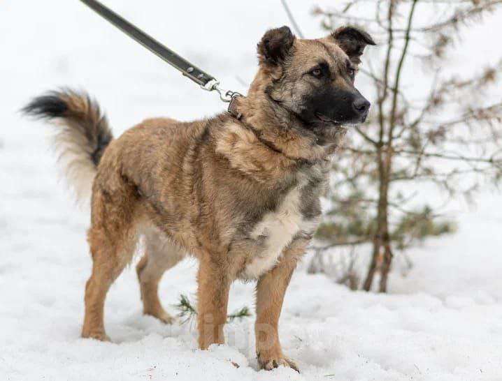 Собаки в Рязани: Небольшая коротколапая собачка Девочка, Бесплатно - фото 3