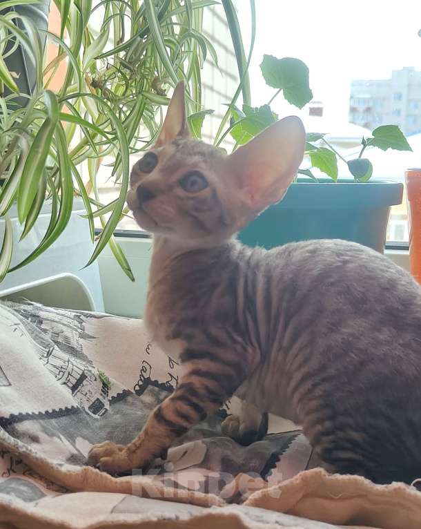 Кошки в Новочебоксарске: Продаю Девочка, 18 000 руб. - фото 1