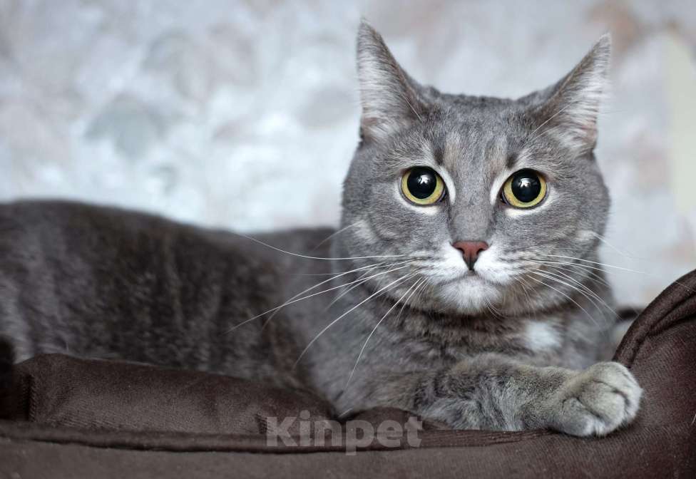 Кошки в Москве: Голубая кошка Мася в добрые руки Девочка, 10 руб. - фото 8