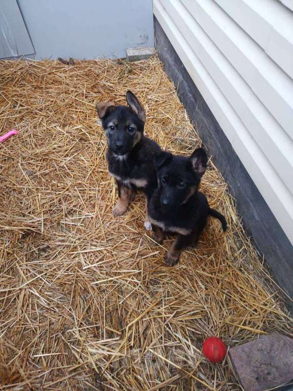 Собаки в Лобне: щенки в добрые руки Мальчик, Бесплатно - фото 2