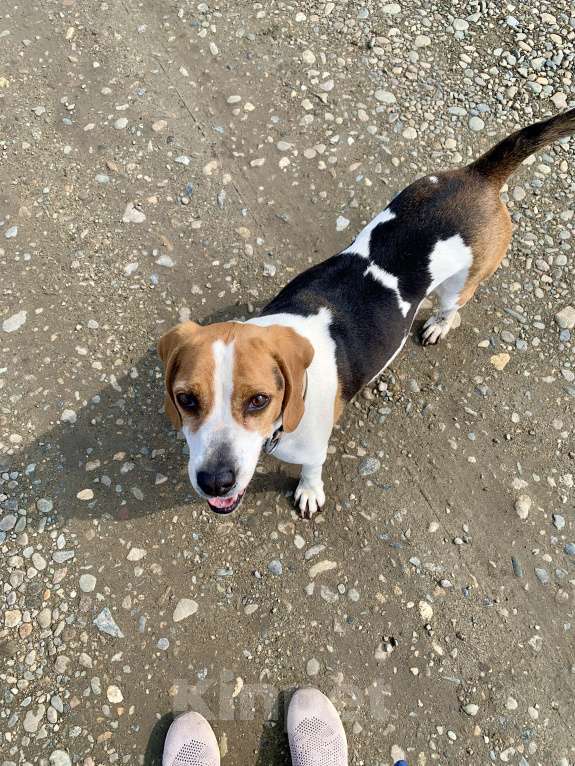 Собаки в Краснодаре: Пропала собака Девочка, Бесплатно - фото 3