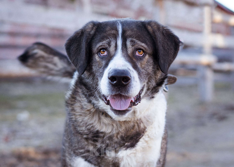 Собаки в Москве: Собака прошедшая СВО и избежавшая усыпления в поисках самого лучшего дома! Девочка, Бесплатно - фото 8