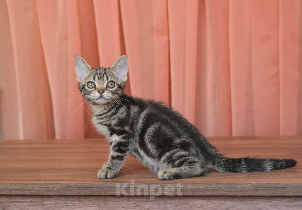 Кошки в Москве: Котенок Американской короткошерстной породы Мальчик, 75 000 руб. - фото 10