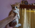 Кошки в Красногорске: Малыш Леопольд 1,5 месяца ищет дом и любящих родителей  Мальчик, Бесплатно - фото 7