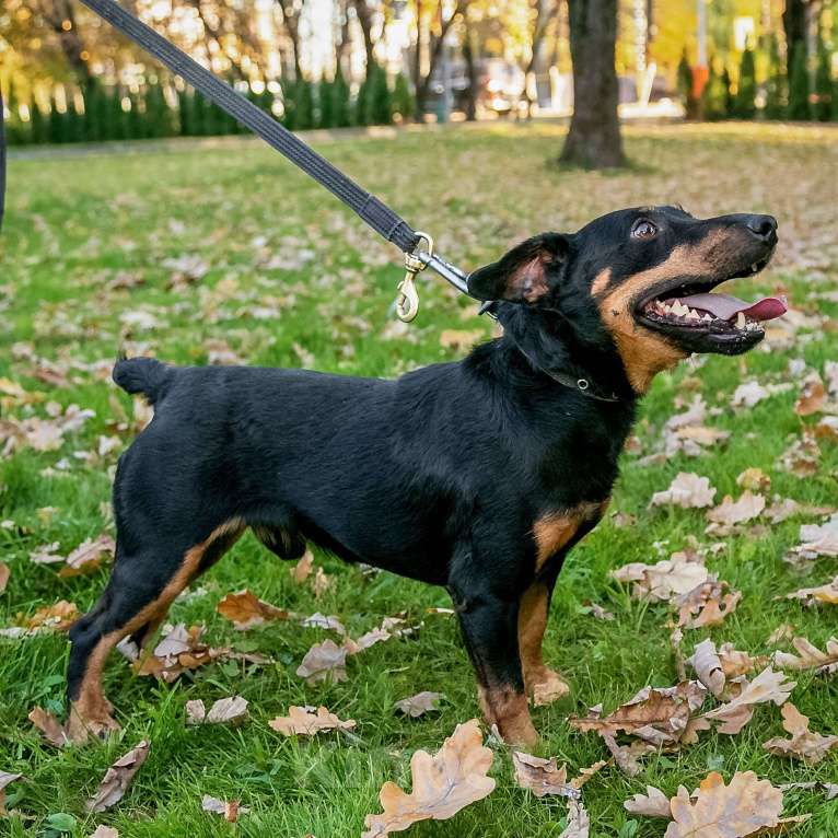 Собаки в Москве: Милый добрый парень Кекс Мальчик, 1 руб. - фото 3