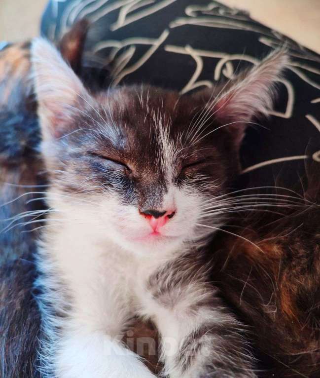 Кошки в Самаре: Метис египетского мау  Мальчик, Бесплатно - фото 2