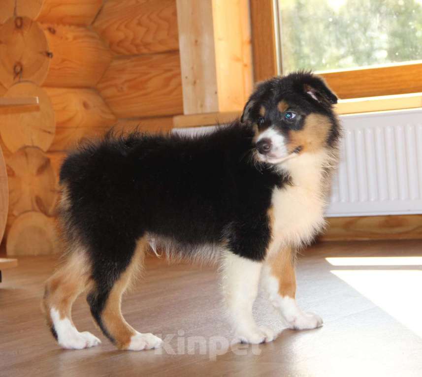 Собаки в Твери: Щенки австралийской овчарки (аусси) 4 мес Девочка, 30 000 руб. - фото 3