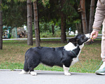 Собаки в Новосибирске: Девочка корги кардиган, 8 месяцев Девочка, 60 000 руб. - фото 2