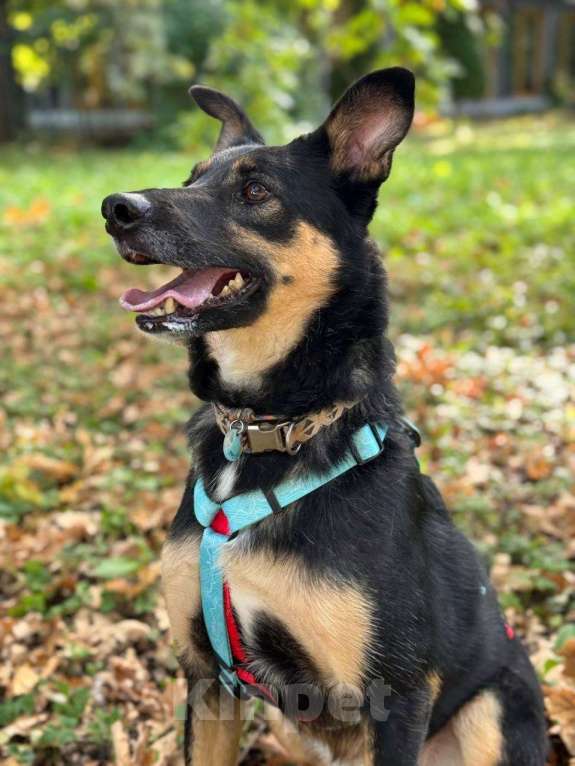 Собаки в Москве: Киви: нежная душа, мечтающая о доме  Девочка, Бесплатно - фото 3