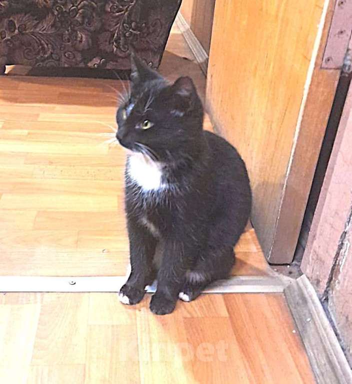 Кошки в Москве: Черный котик шикарный Чарли 7 мес Мальчик, 10 руб. - фото 3