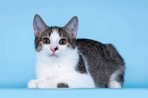 Клёпа в добрые руки.