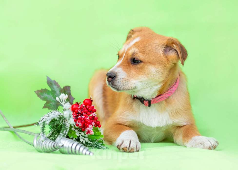 Собаки в других городах Московской области: Щенок Бетти в добрые руки Девочка, Бесплатно - фото 4