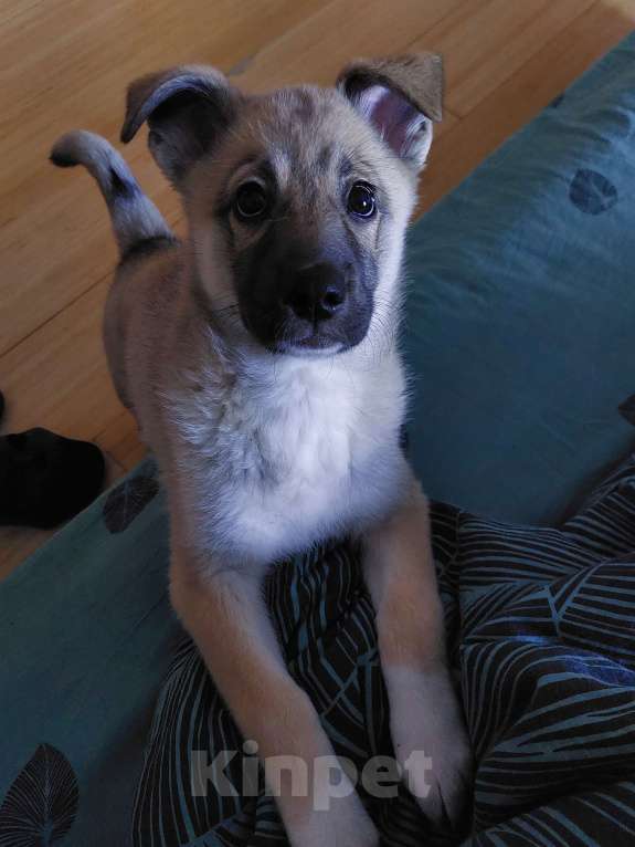 Собаки в Санкт-Петербурге: Метис лайки любящим хозяевам Девочка, Бесплатно - фото 3