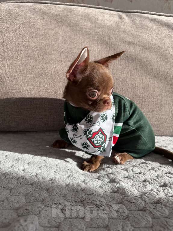 Собаки в Ижевске: Щенок чихуахуа Мальчик, 50 000 руб. - фото 3