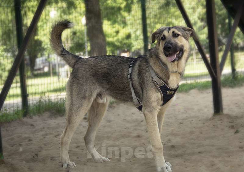 Собаки в Москве: Умнейший щенок метис овчарки Джек в добрые руки Мальчик, Бесплатно - фото 7