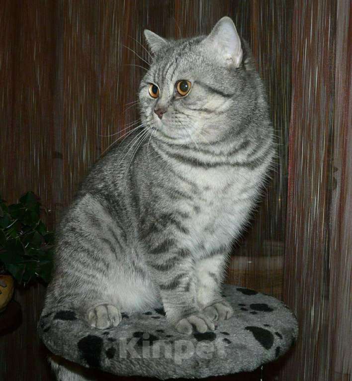 Кошки в Красноярске: Вязка с титулованным шотландским котом, 5 000 руб. - фото 1