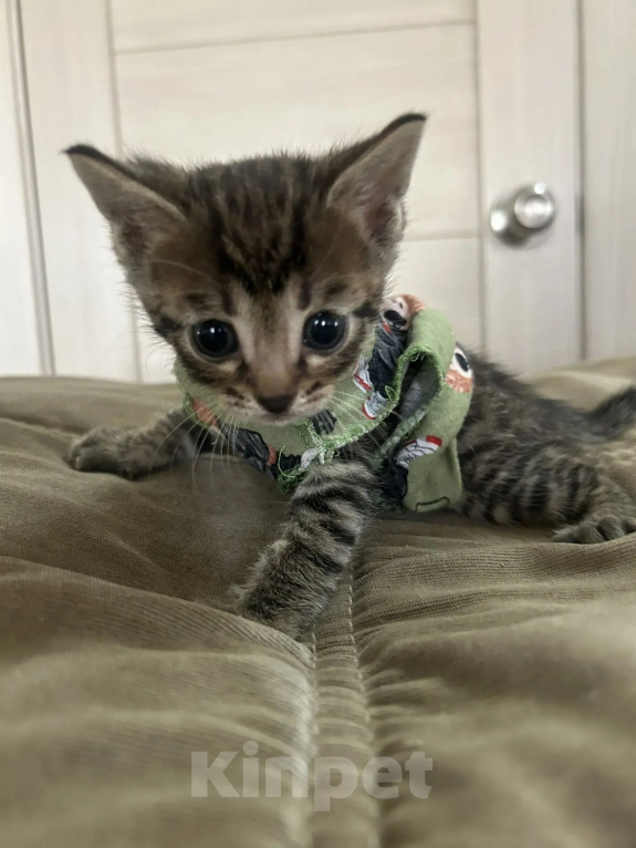 Кошки в Кемерово: Котята Девочка, Бесплатно - фото 2