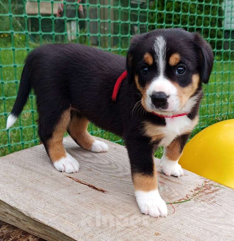 Собаки в Одинцово: Щенки энтлебухера зенненхунда Девочка, 55 000 руб. - фото 3