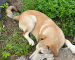 Собаки в Звенигороде: Лаки ищет дом Девочка, 1 руб. - фото 3