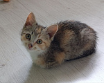 Кошки в Краснодаре: Отдам котят в добрые руки Девочка, Бесплатно - фото 1