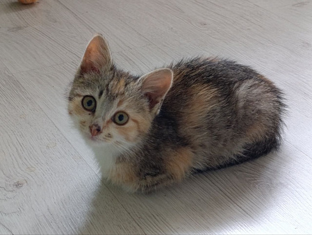 Отдам котят в добрые руки