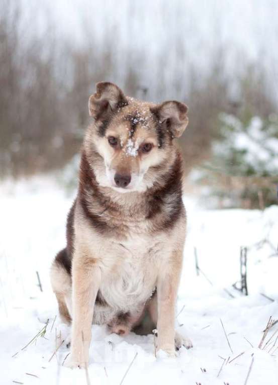 Собаки в Москве: Небольшой шоколадный пёсик Нейхем в добрые руки Мальчик, Бесплатно - фото 3
