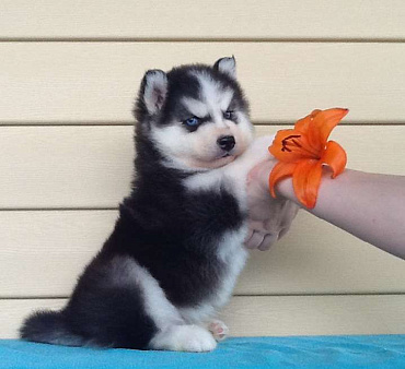 Хаски Щенки Разных окрасов