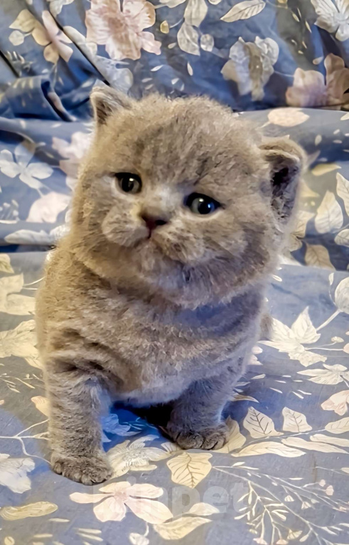 Кошки в Москве: Британские элитные котята  Мальчик, Бесплатно - фото 3