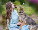 Собаки в Солнечногорске: Собака-улыбка из приюта в добрые руки Девочка, Бесплатно - фото 3