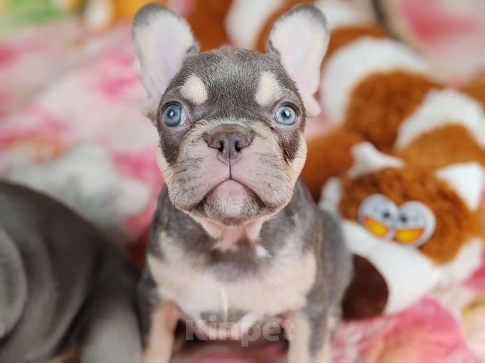 Собаки в Санкт-Петербурге: Шикарная лиловая девочка  Девочка, 80 000 руб. - фото 2