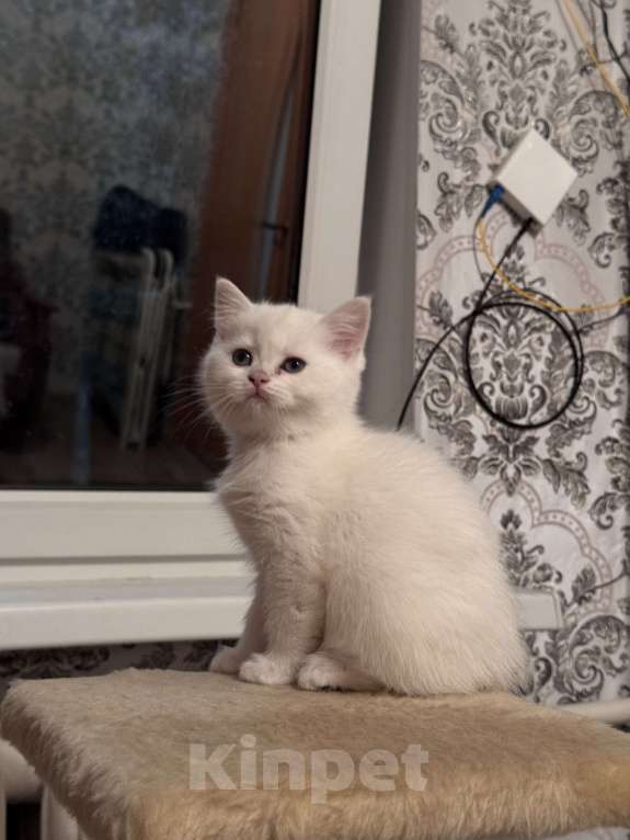 Кошки в Воронеже: Британская шиншилла (девочка) Девочка, Бесплатно - фото 3