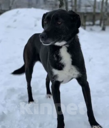 Собаки в Челябинске: Отдам в добрые руки прекрасную собаку. 3 года Девочка, Бесплатно - фото 2
