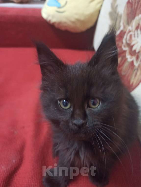 Кошки в Краснодаре: Котёнок мейн-кун  Мальчик, 35 000 руб. - фото 2